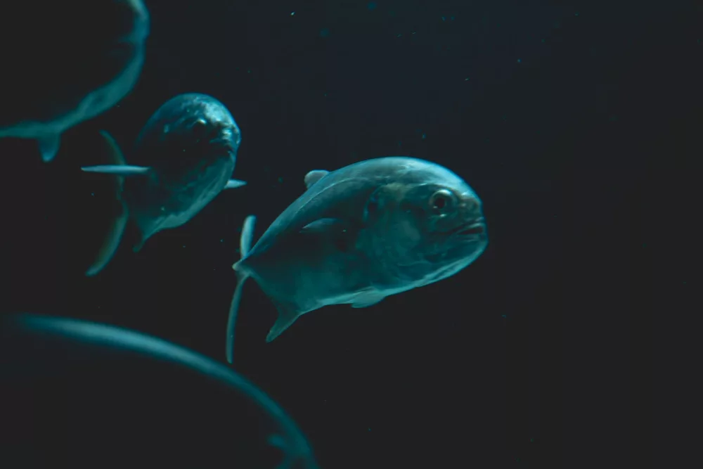 Unpacking the 'Grenadier': From Elite Infantry to Deep-Sea Dweller